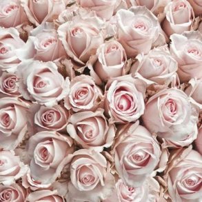 Ambiente - Frokostservietter - Pastel Roses - 20 stk