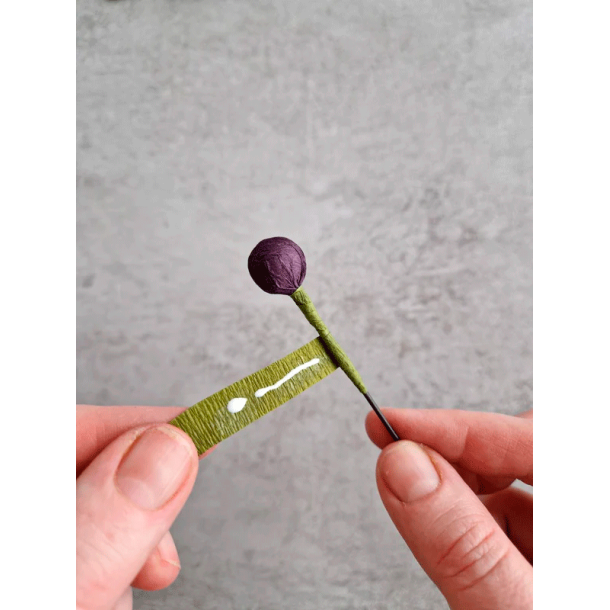 Crepeblomster - Kit - Anemone