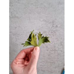 Crepeblomster - Kit - Anemone