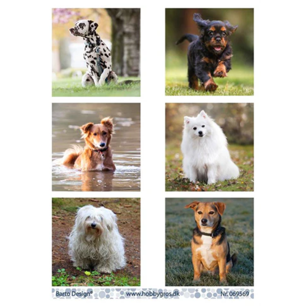 Barto Design - 3D ark - Hunde