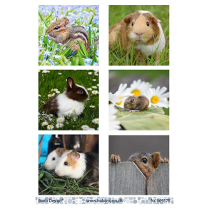 Barto Design - 3D ark - Marsvin og andre sm�dyr