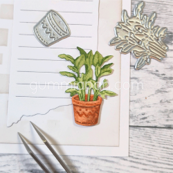 Gummiapan - Die - Tropisk plante