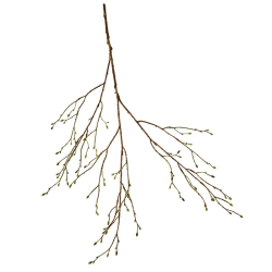 Silkeblomst - Gren med knopper - 100 cm