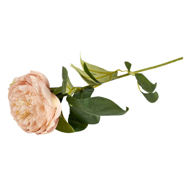 Silkeblomst - P�on - Sartrosa - 70 cm