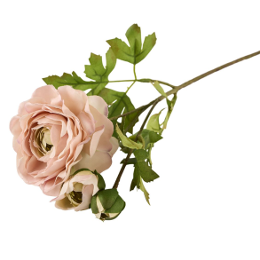 Silkeblomst - Ranunkel - Rosa - 50 cm