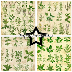 Paper Favourites - Blok 12'' - Kitchen Herbs / Kkkenurter