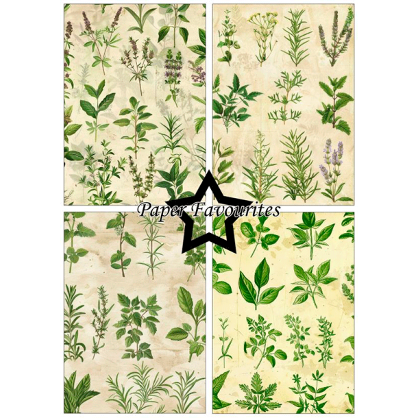 Paper Favourites - Blok A5 - Kitchen Herbs / Kkkenurter