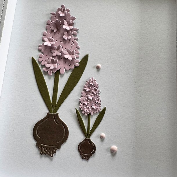 Simple and Basic - Die - Hyacinter