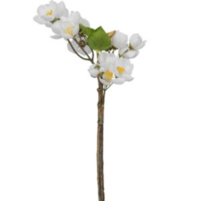 Silkeblomst - �bleblomstgren - Hvid - 35 cm