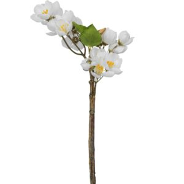 Silkeblomst - �bleblomstgren - Hvid - 35 cm