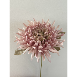 Silkeblomst - Chrysanthemum - Pink - 17 cm