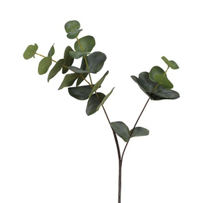 Silkeblomst - Eucalypthusgren - 80 cm