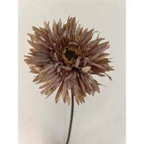 Silkeblomst - Grebera - Choko - 43 cm