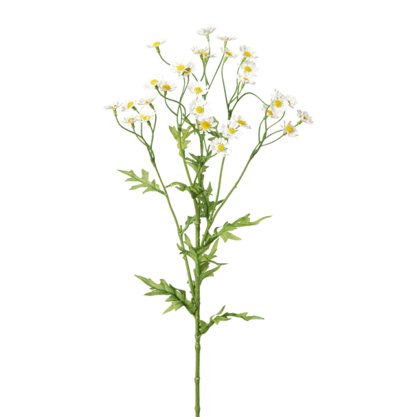 Silkeblomst - Kamilleblomst - Hvid - 60 cm