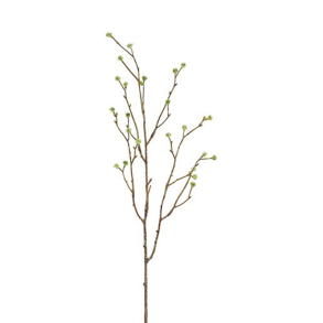 Silkeblomst - Mandstrogren - Gr�n - 75 cm