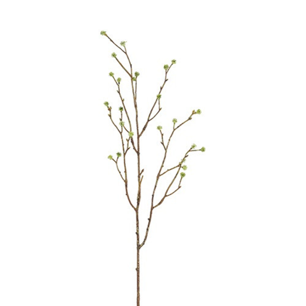 Silkeblomst - Mandstrogren - Gr�n - 75 cm