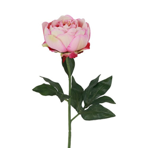 Silkeblomst - P�on - Rosa - 48 cm