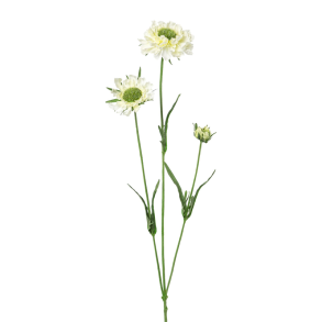 Silkeblomst - Scabiosa - Hvid - 64 cm