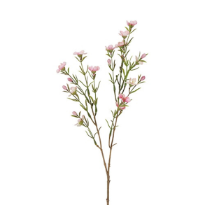 Silkeblomst - Voksblomst - Rosa - 52 cm