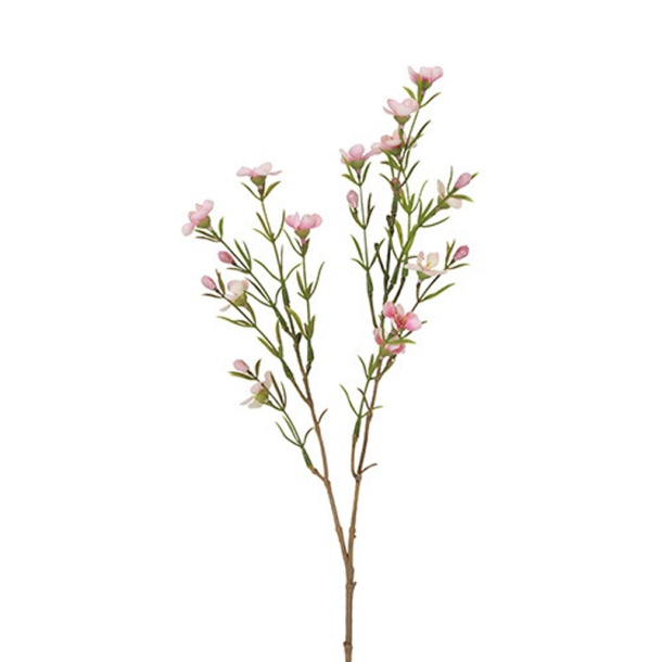 Silkeblomst - Voksblomst - Rosa - 52 cm