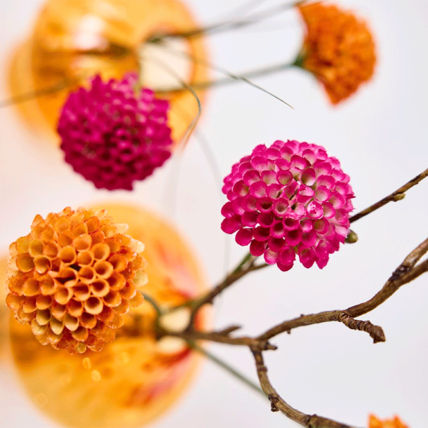 Silkeblomst - Dahlia - Fuchsia - 27 cm