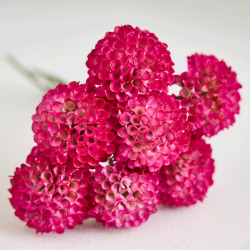 Silkeblomst - Dahlia - Fuchsia - 27 cm