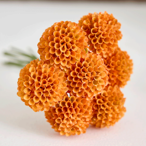 Silkeblomst - Dahlia - Orange - 27 cm